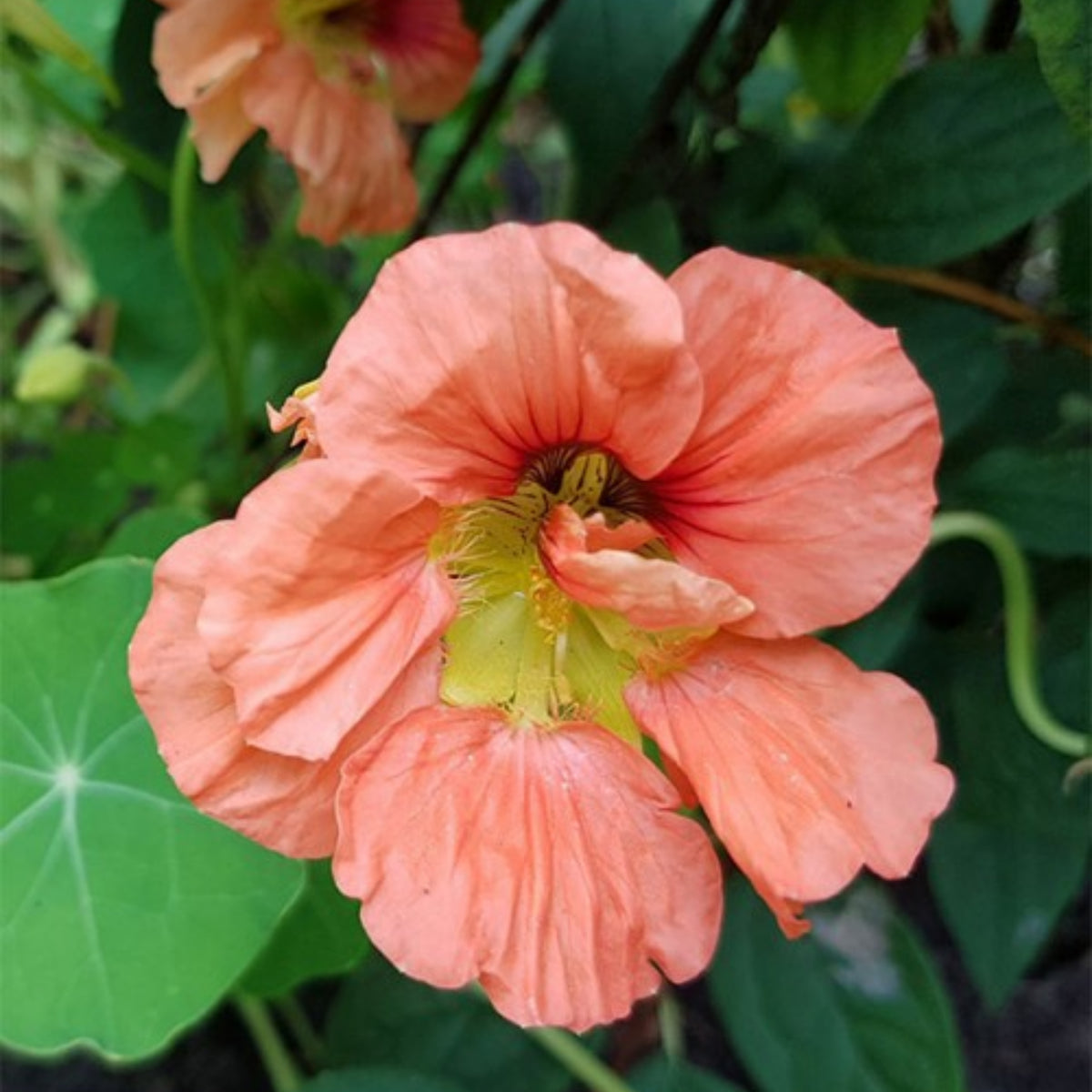 Gleam Mix Nasturtium Seeds - Drought Resistant, Dwarf, 10+ seeds