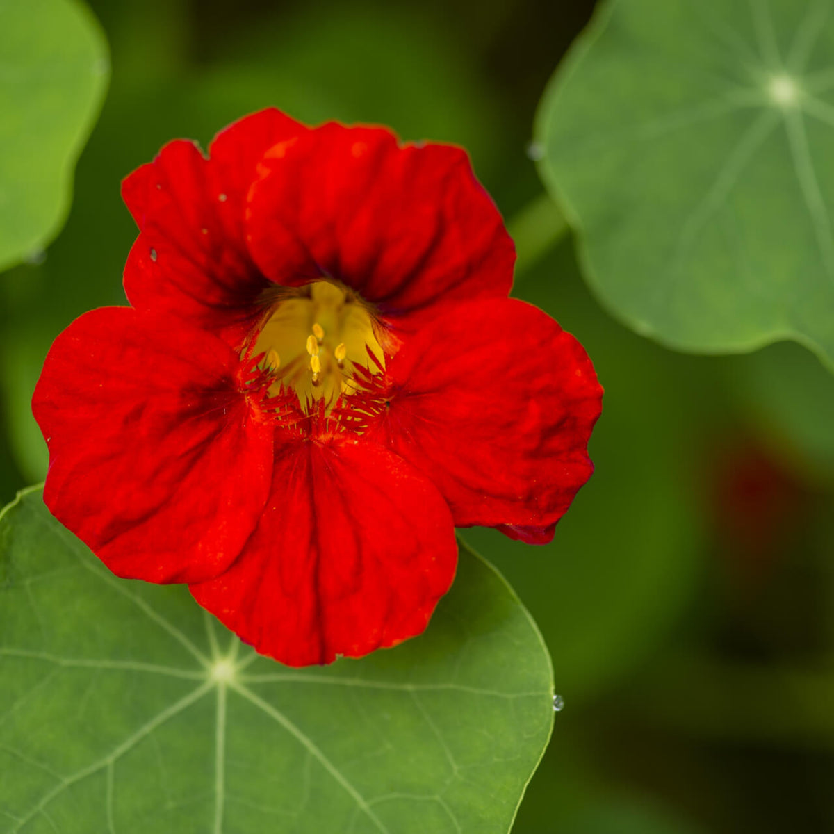 Gleam Mix Nasturtium Seeds - Drought Resistant, Dwarf, 10+ seeds