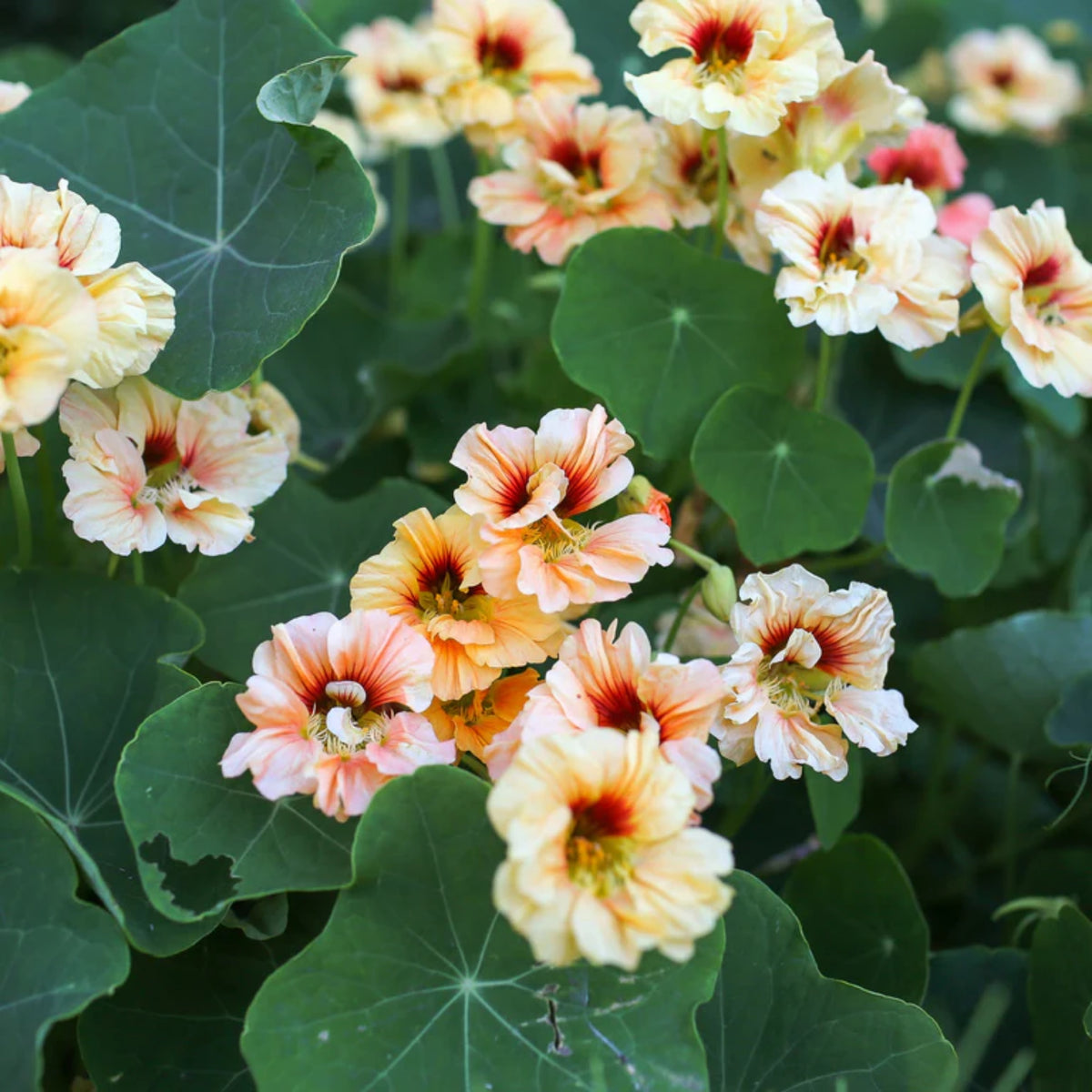 Gleam Mix Nasturtium Seeds - Drought Resistant, Dwarf, 10+ seeds