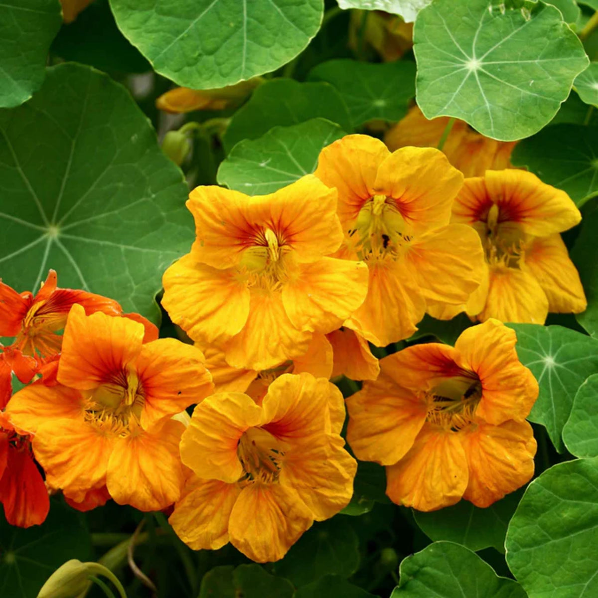 Gleam Mix Nasturtium Seeds - Drought Resistant, Dwarf, 10+ seeds