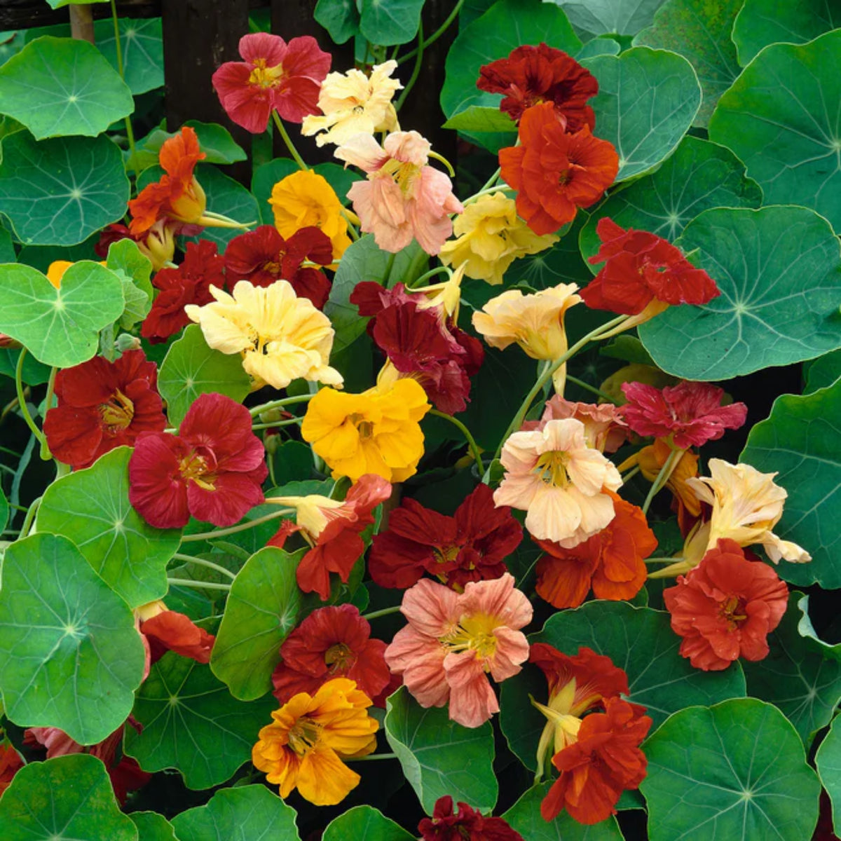Gleam Mix Nasturtium Seeds - Drought Resistant, Dwarf, 10+ seeds