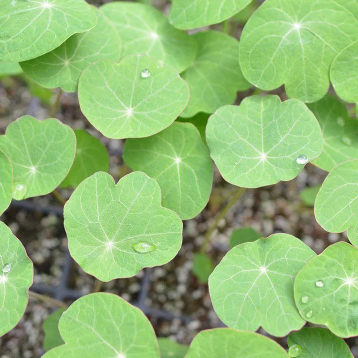 Gleam Mix Nasturtium Seeds - Drought Resistant, Dwarf, 10+ seeds