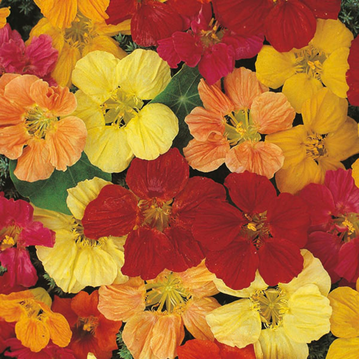 Gleam Mix Nasturtium Seeds - Drought Resistant, Dwarf, 10+ seeds