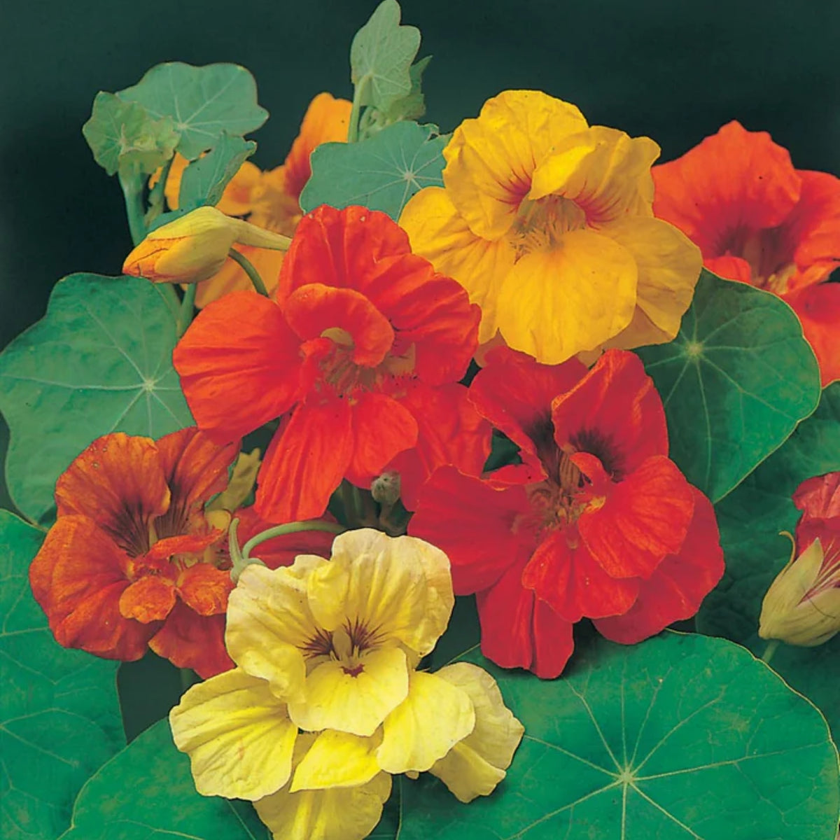 Gleam Mix Nasturtium Seeds - Drought Resistant, Dwarf, 10+ seeds
