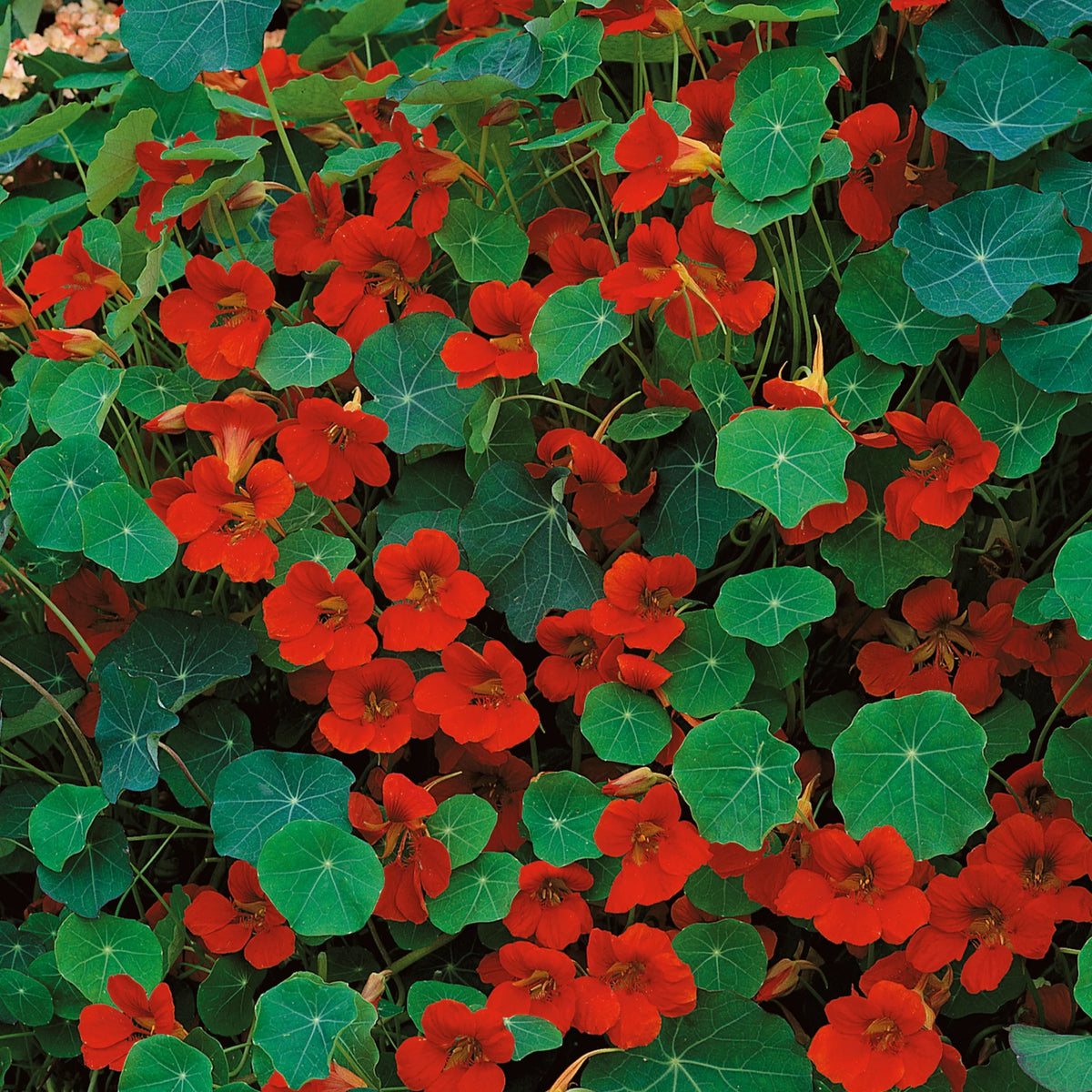 Gleam Mix Nasturtium Seeds - Drought Resistant, Dwarf, 10+ seeds