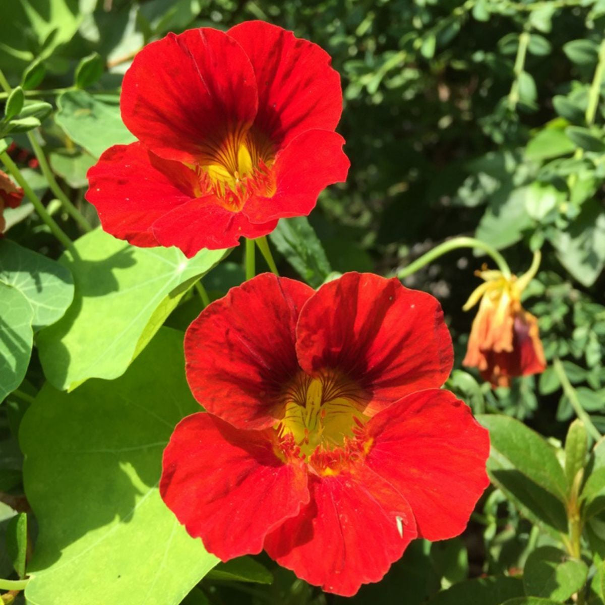 Gleam Mix Nasturtium Seeds - Drought Resistant, Dwarf, 10+ seeds