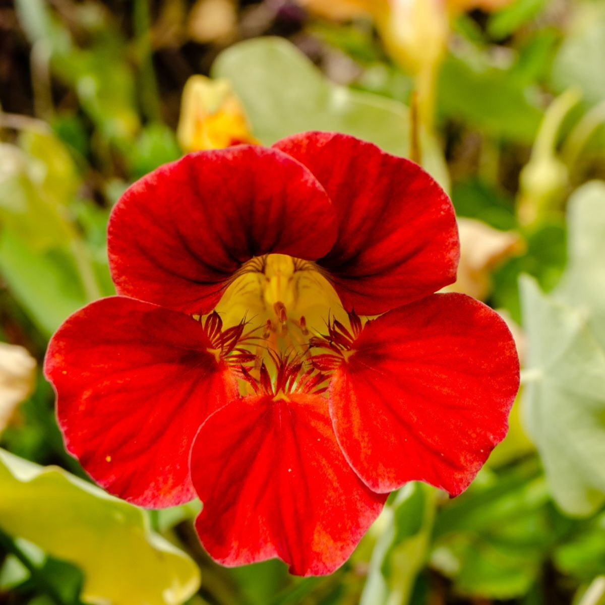 Gleam Mix Nasturtium Seeds - Drought Resistant, Dwarf, 10+ seeds