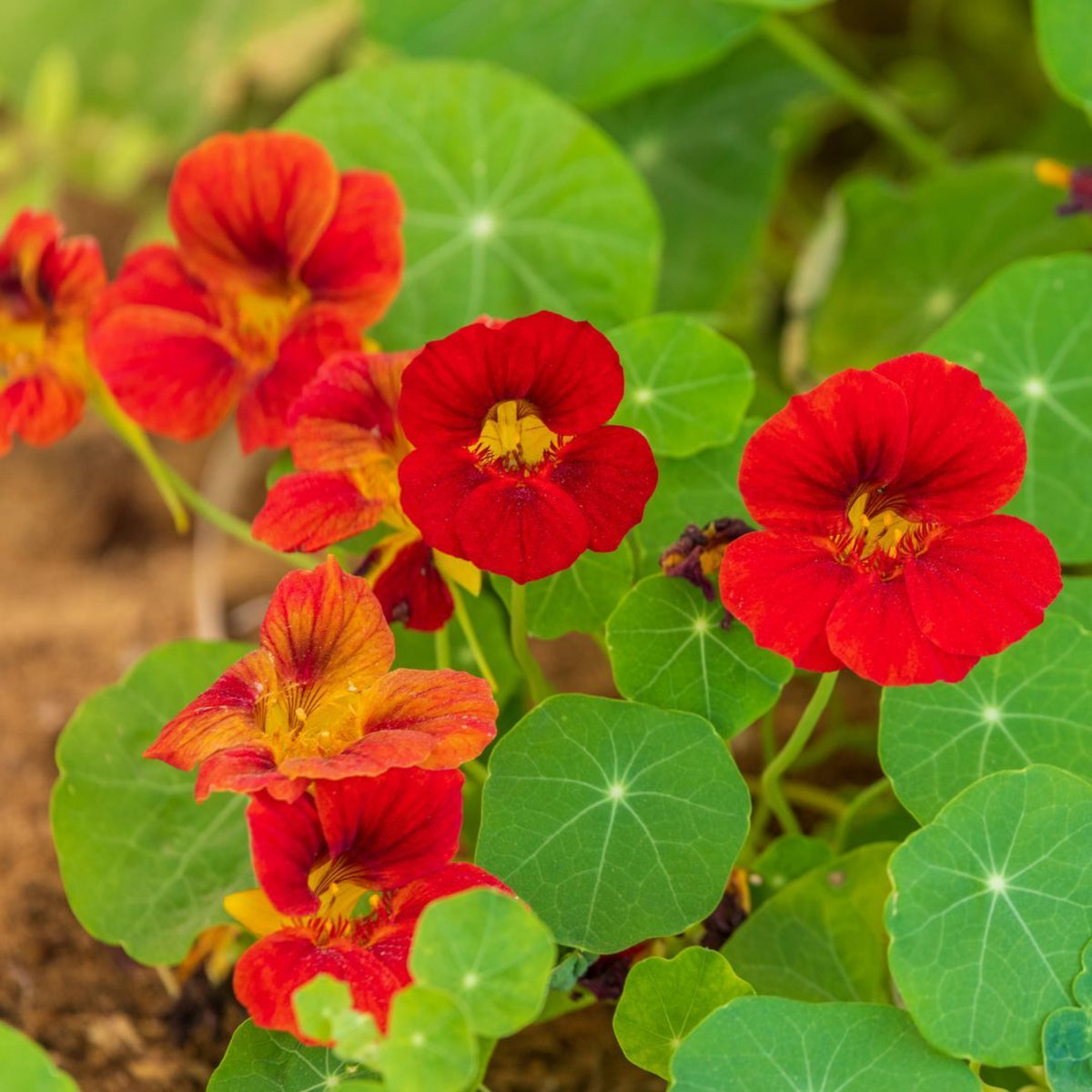 Gleam Mix Nasturtium Seeds - Drought Resistant, Dwarf, 10+ seeds