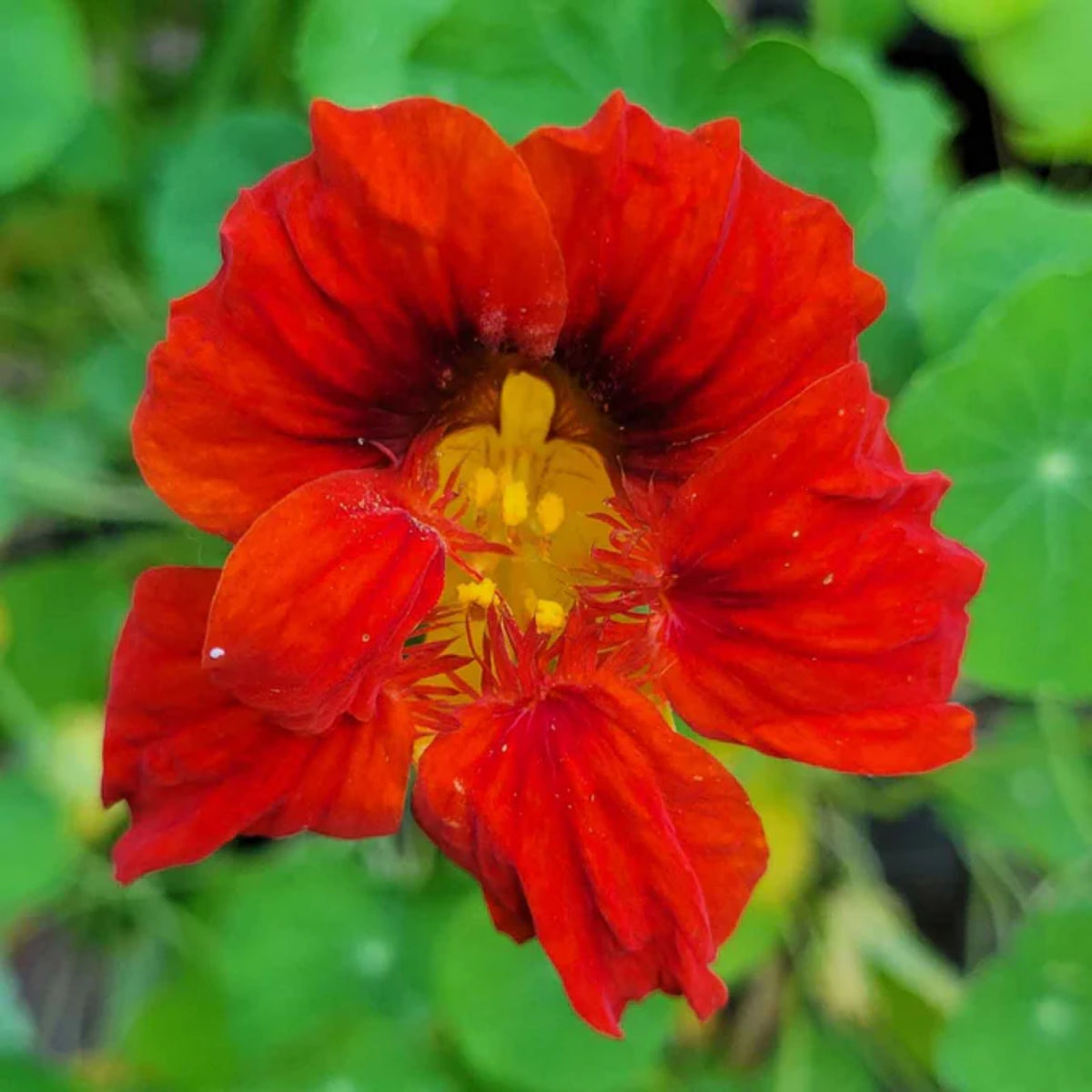 Gleam Mix Nasturtium Seeds - Drought Resistant, Dwarf, 10+ seeds