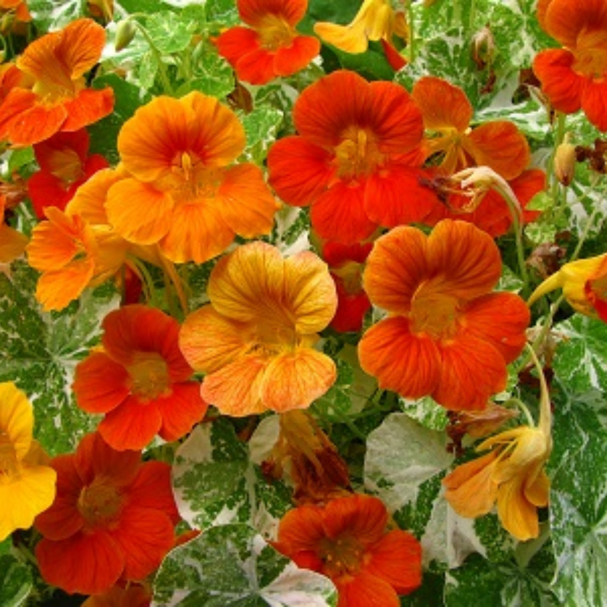 Gleam Mix Nasturtium Seeds - Drought Resistant, Dwarf, 10+ seeds