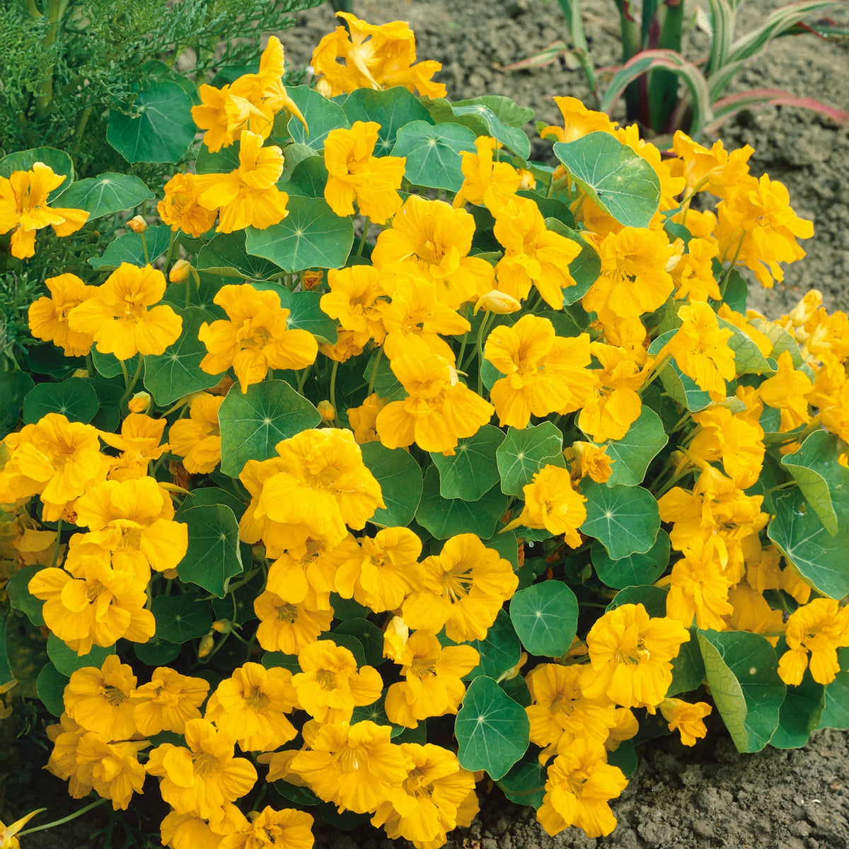 Gleam Mix Nasturtium Seeds - Drought Resistant, Dwarf, 10+ seeds