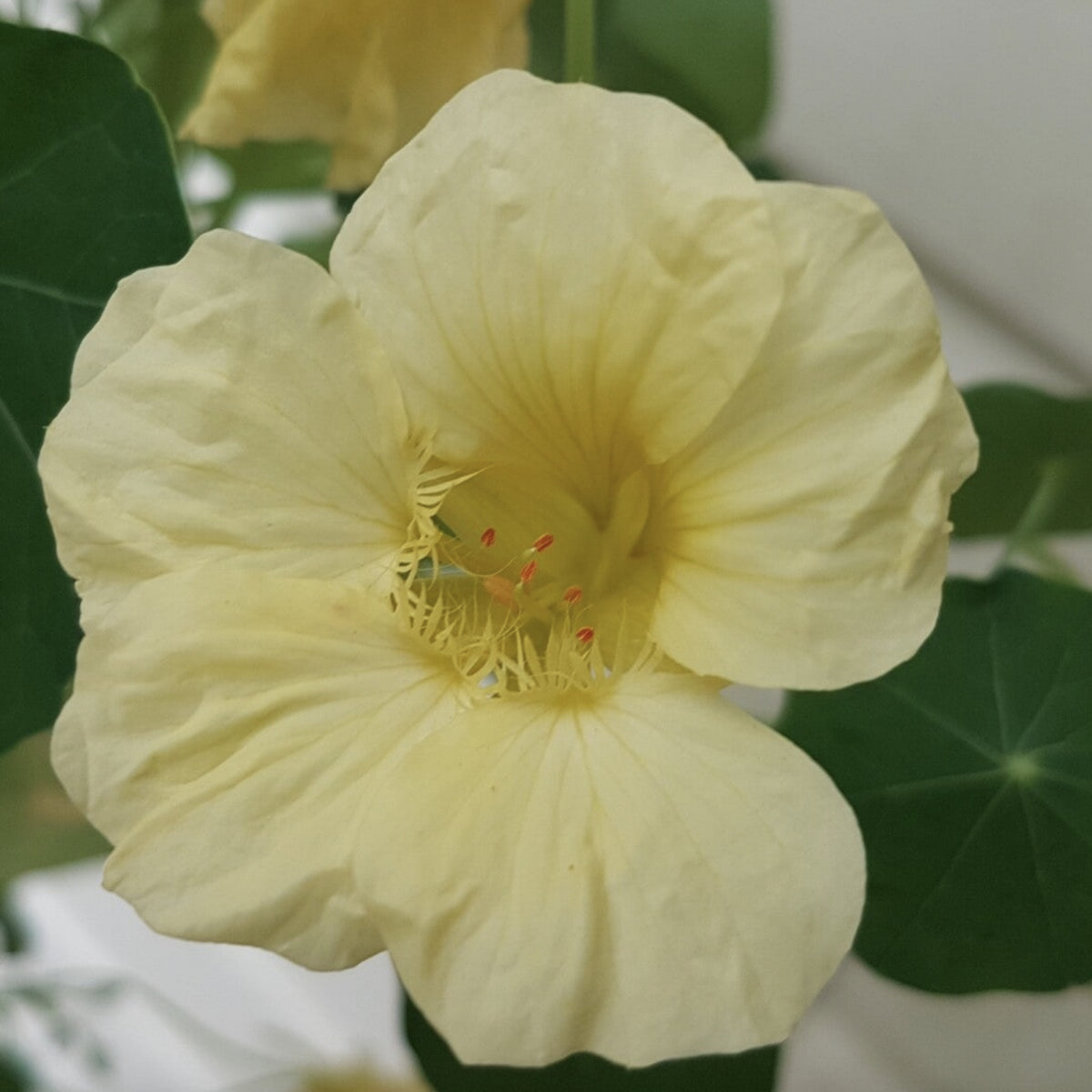 Gleam Mix Nasturtium Seeds - Drought Resistant, Dwarf, 10+ seeds