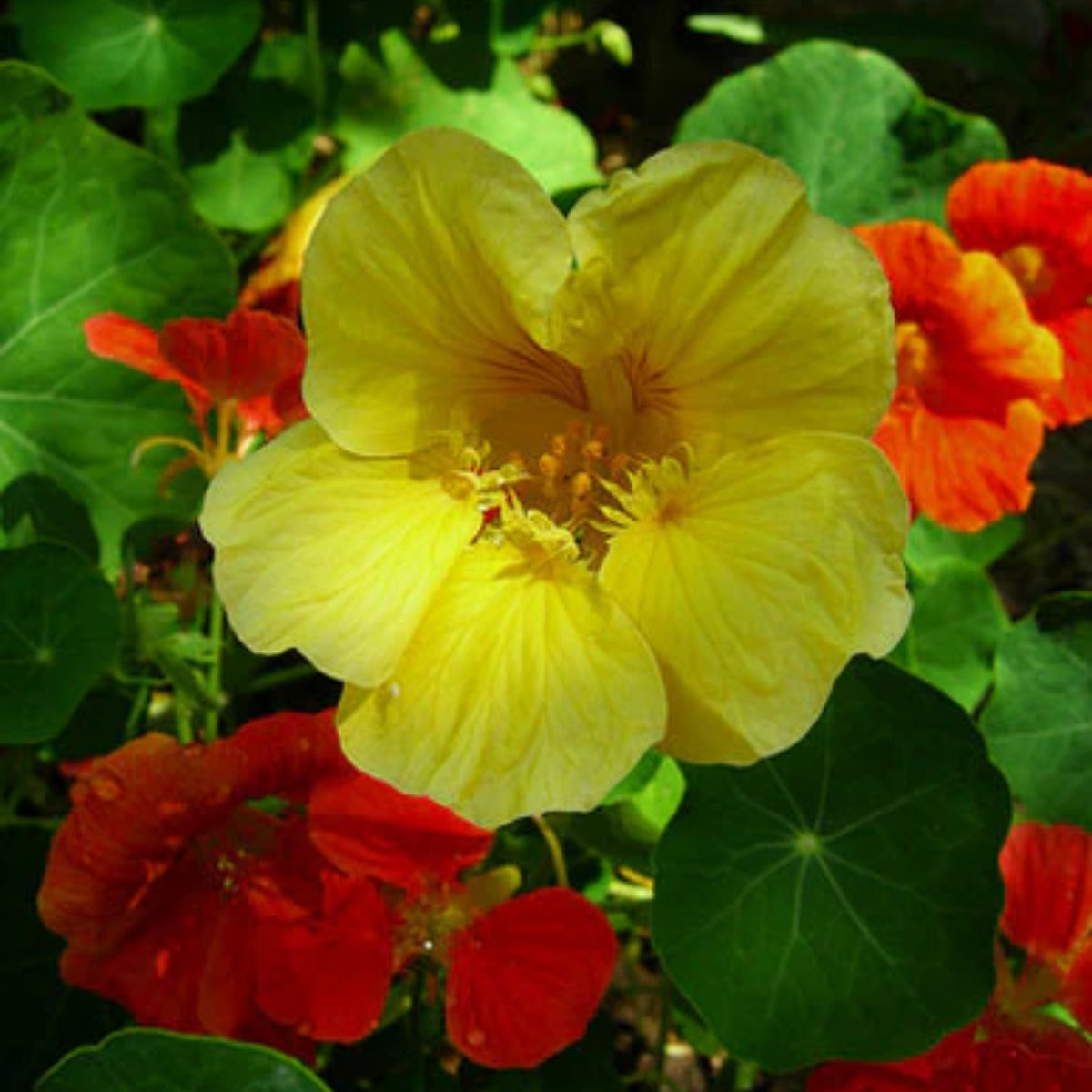 Gleam Mix Nasturtium Seeds - Drought Resistant, Dwarf, 10+ seeds