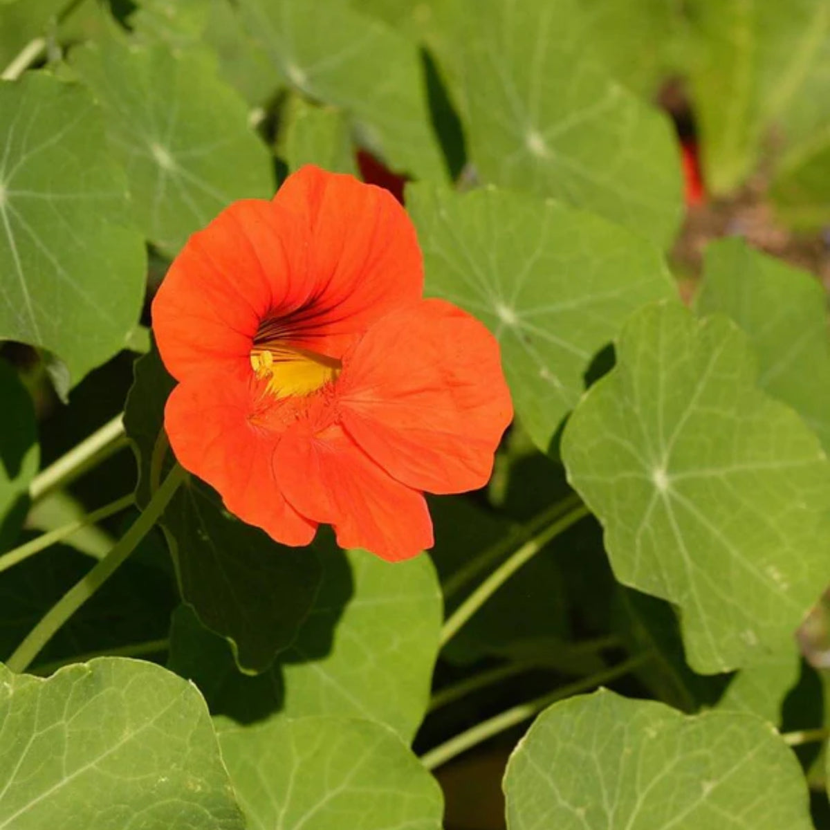 Gleam Mix Nasturtium Seeds - Drought Resistant, Dwarf, 10+ seeds