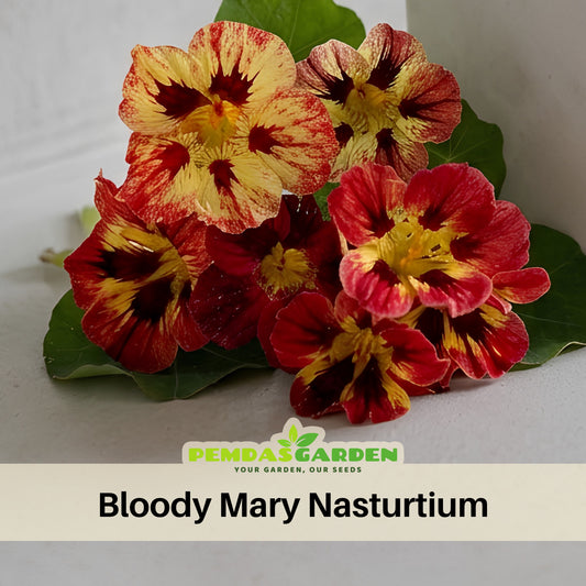 Bloody Mary Nasturtium Seeds - Drought Resistant, Dwarf, 10+ seeds