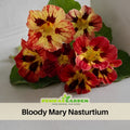 10+ Seeds| Bloody Mary Nasturtium Seeds - Fast Growing - Open-Pollinating - Draft Resistant -Dwarf - Plant in Spring/Late Winter #254