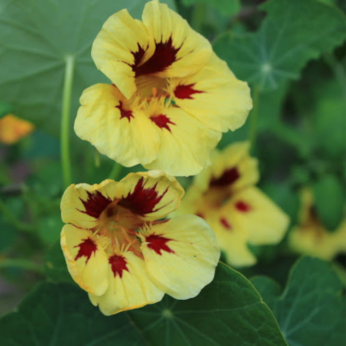 Bloody Mary Nasturtium Seeds - Drought Resistant, Dwarf, 10+ seeds