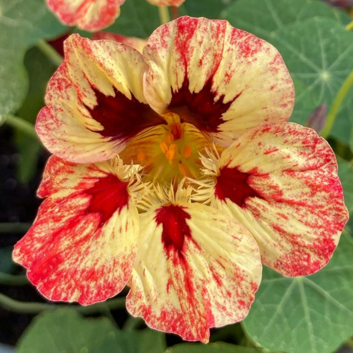 Bloody Mary Nasturtium Seeds - Drought Resistant, Dwarf, 10+ seeds