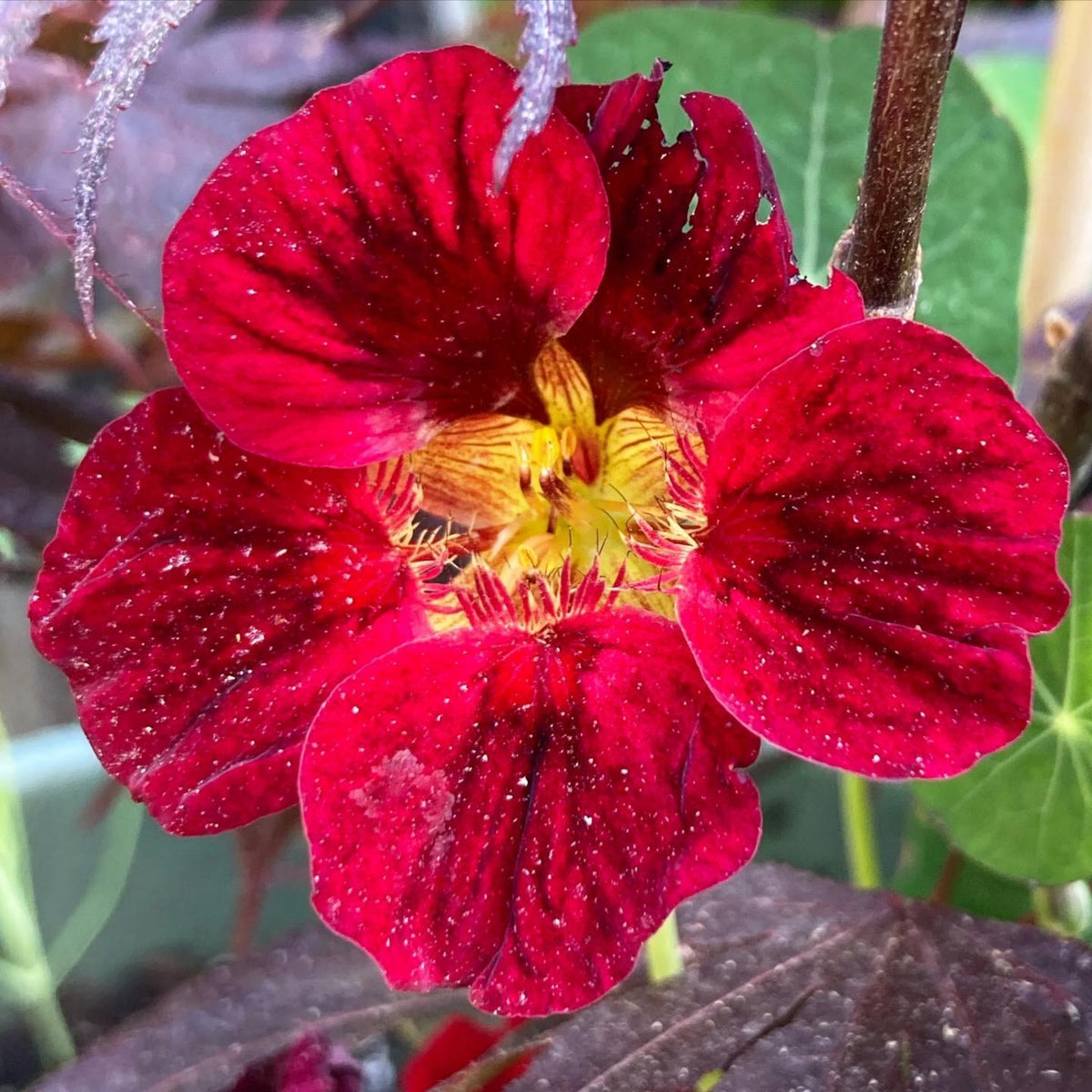 Bloody Mary Nasturtium Seeds - Drought Resistant, Dwarf, 10+ seeds