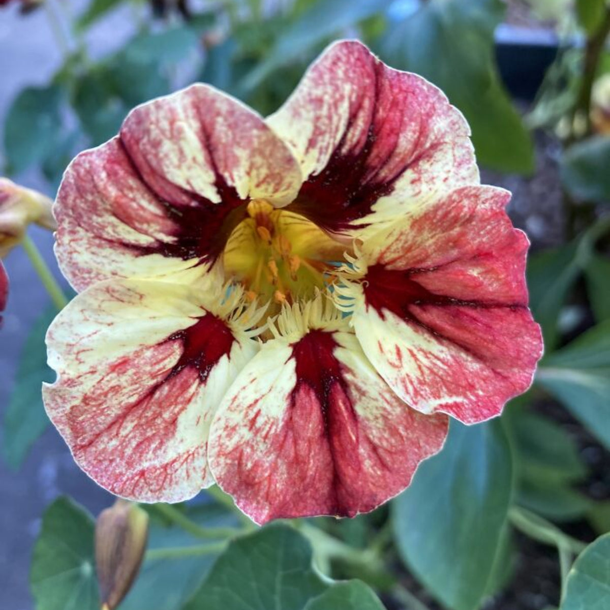Bloody Mary Nasturtium Seeds - Drought Resistant, Dwarf, 10+ seeds