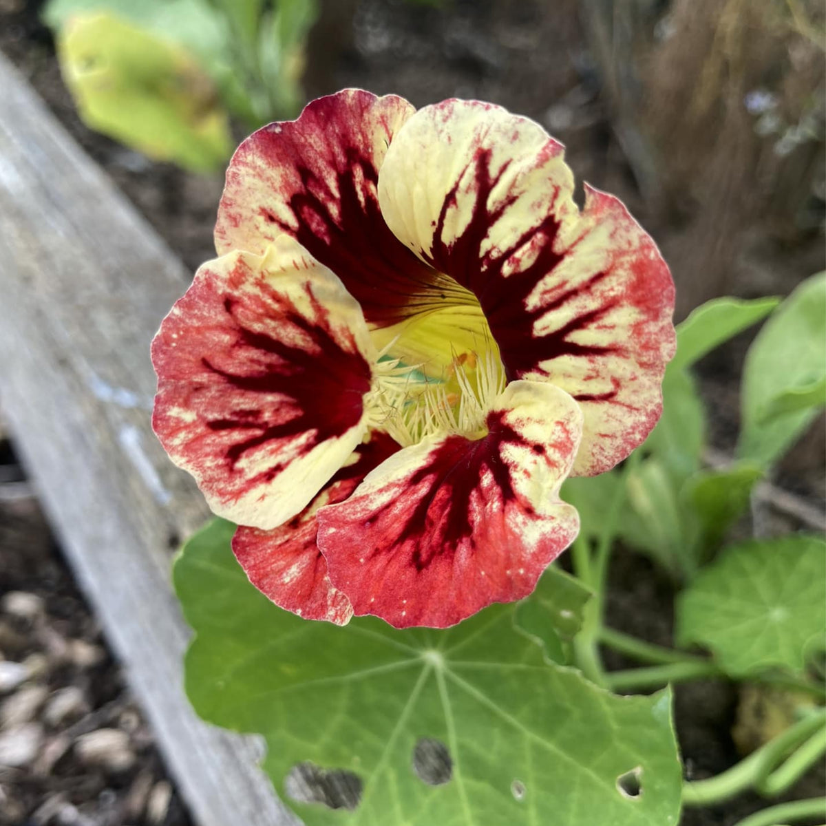 Bloody Mary Nasturtium Seeds - Drought Resistant, Dwarf, 10+ seeds