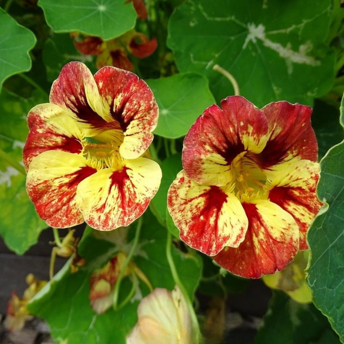 Bloody Mary Nasturtium Seeds - Drought Resistant, Dwarf, 10+ seeds