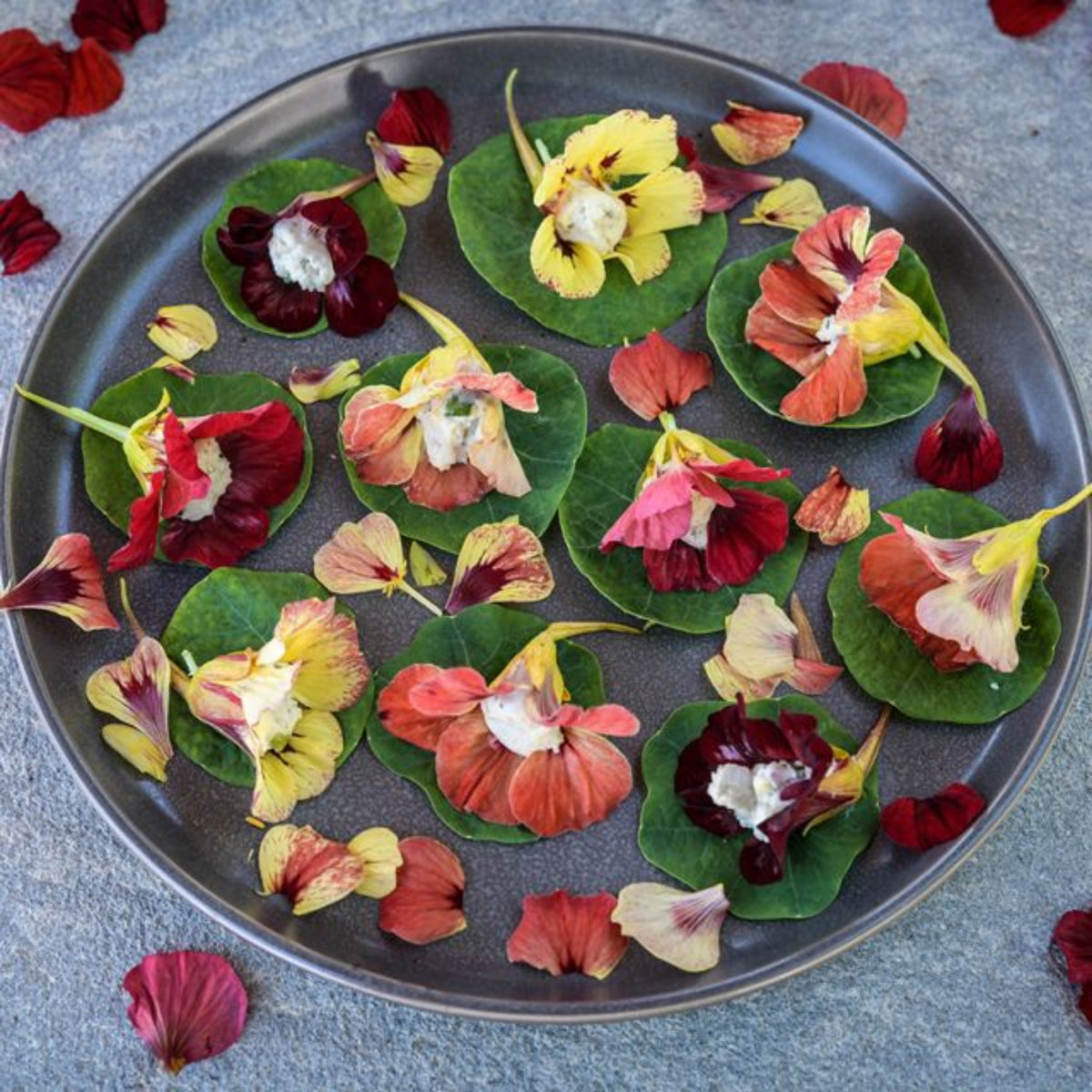 Bloody Mary Nasturtium Seeds - Drought Resistant, Dwarf, 10+ seeds