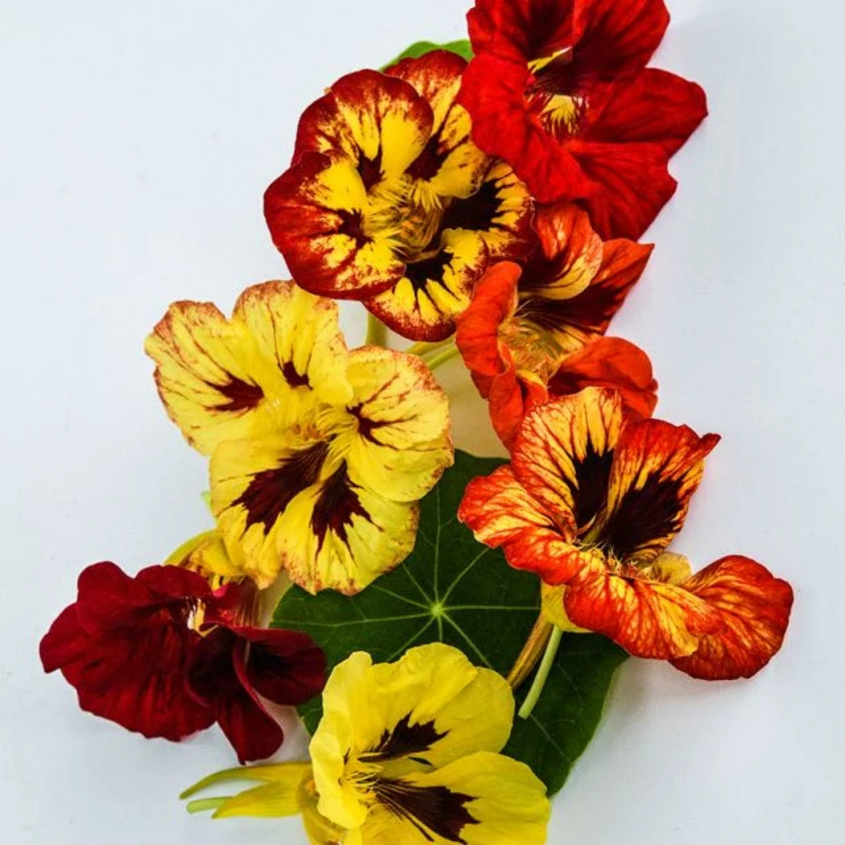 Bloody Mary Nasturtium Seeds - Drought Resistant, Dwarf, 10+ seeds