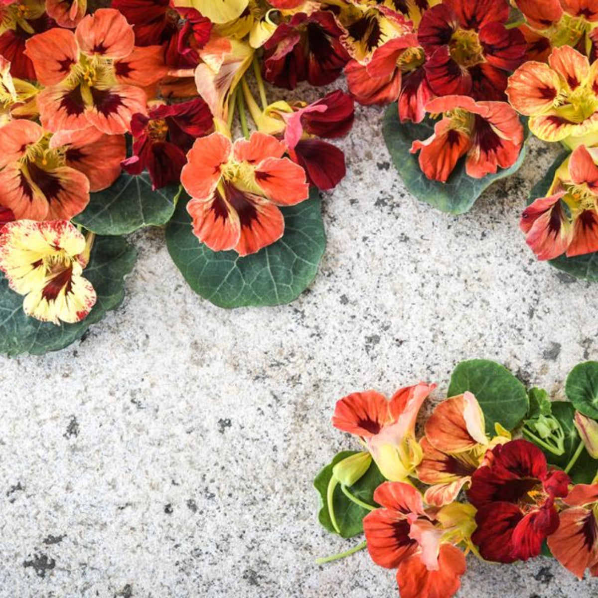 Bloody Mary Nasturtium Seeds - Drought Resistant, Dwarf, 10+ seeds
