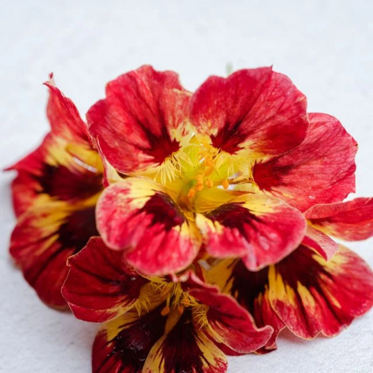 Bloody Mary Nasturtium Seeds - Drought Resistant, Dwarf, 10+ seeds