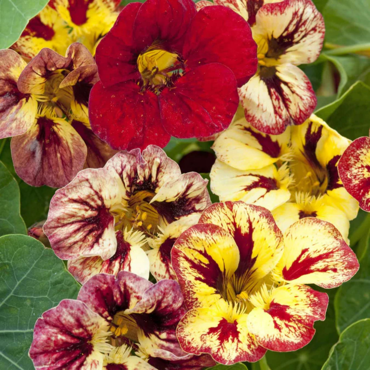 Bloody Mary Nasturtium Seeds - Drought Resistant, Dwarf, 10+ seeds