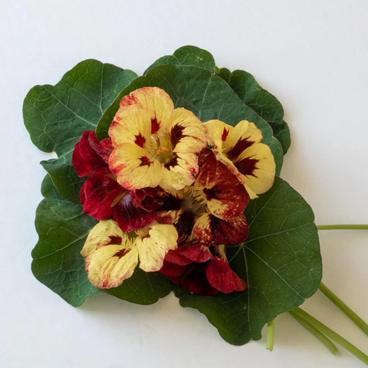 Bloody Mary Nasturtium Seeds - Drought Resistant, Dwarf, 10+ seeds