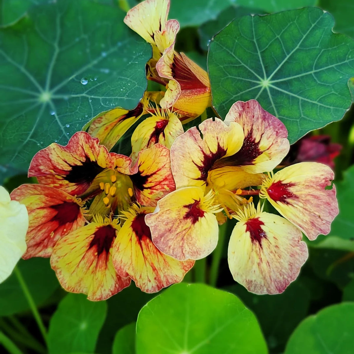 Bloody Mary Nasturtium Seeds - Drought Resistant, Dwarf, 10+ seeds