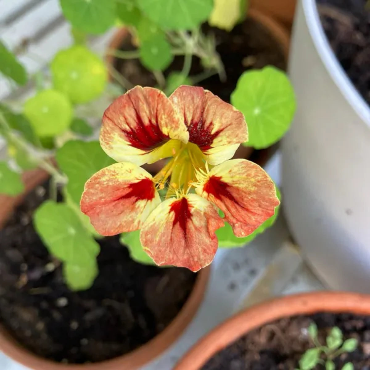 Bloody Mary Nasturtium Seeds - Drought Resistant, Dwarf, 10+ seeds