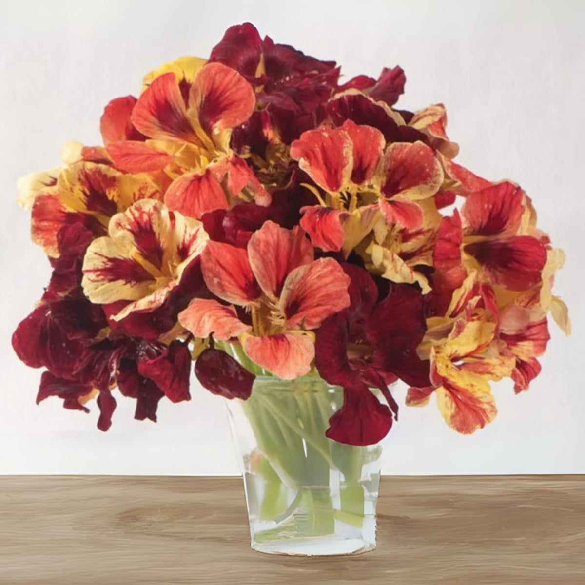 Bloody Mary Nasturtium Seeds - Drought Resistant, Dwarf, 10+ seeds