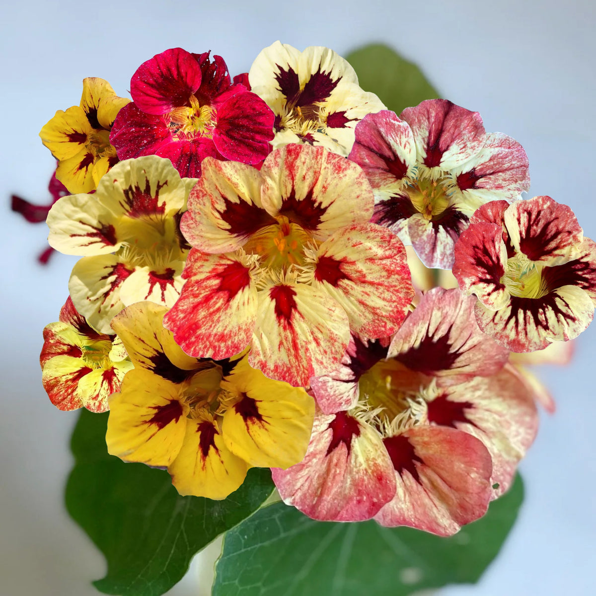 Bloody Mary Nasturtium Seeds - Drought Resistant, Dwarf, 10+ seeds
