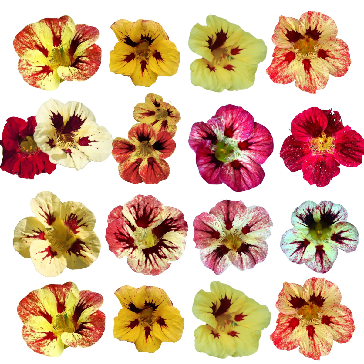 Bloody Mary Nasturtium Seeds - Drought Resistant, Dwarf, 10+ seeds