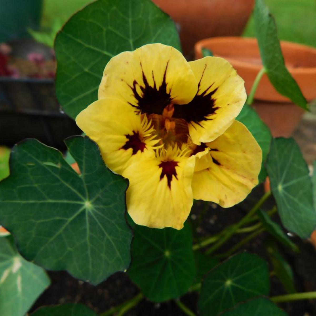 Bloody Mary Nasturtium Seeds - Drought Resistant, Dwarf, 10+ seeds