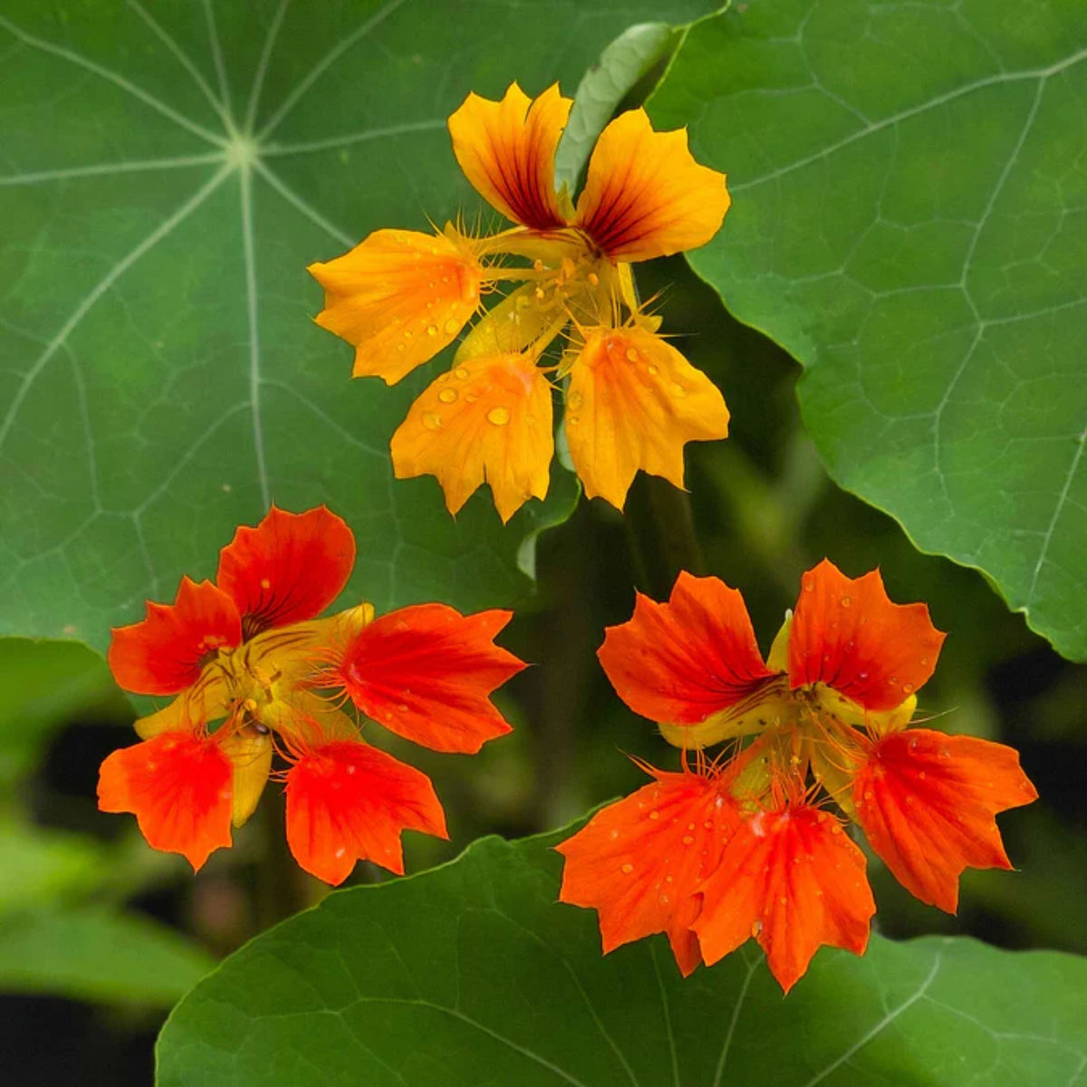 Phoenix Nasturtium Seeds - Drought Resistant, Dwarf, 10+ seeds