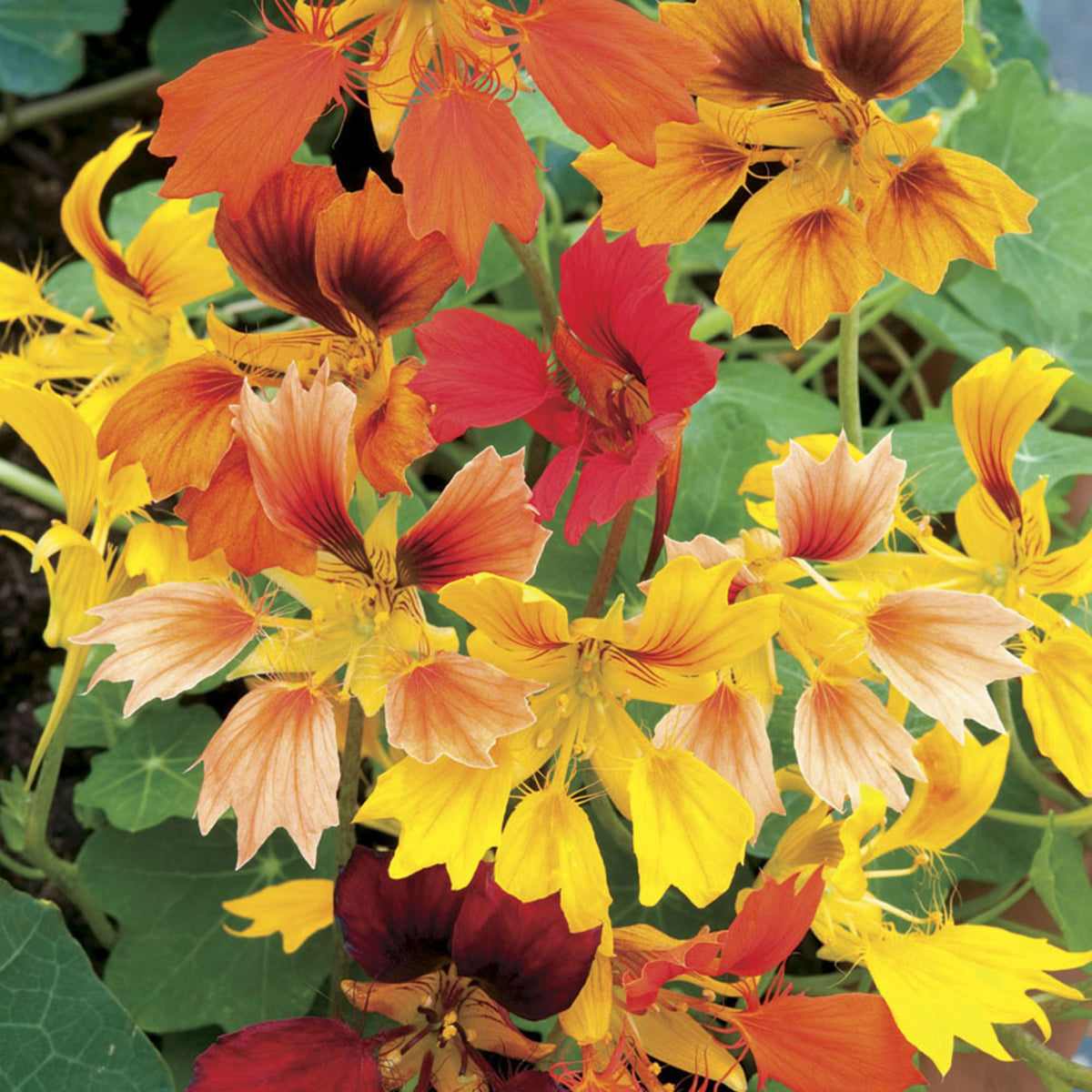 Phoenix Nasturtium Seeds - Drought Resistant, Dwarf, 10+ seeds
