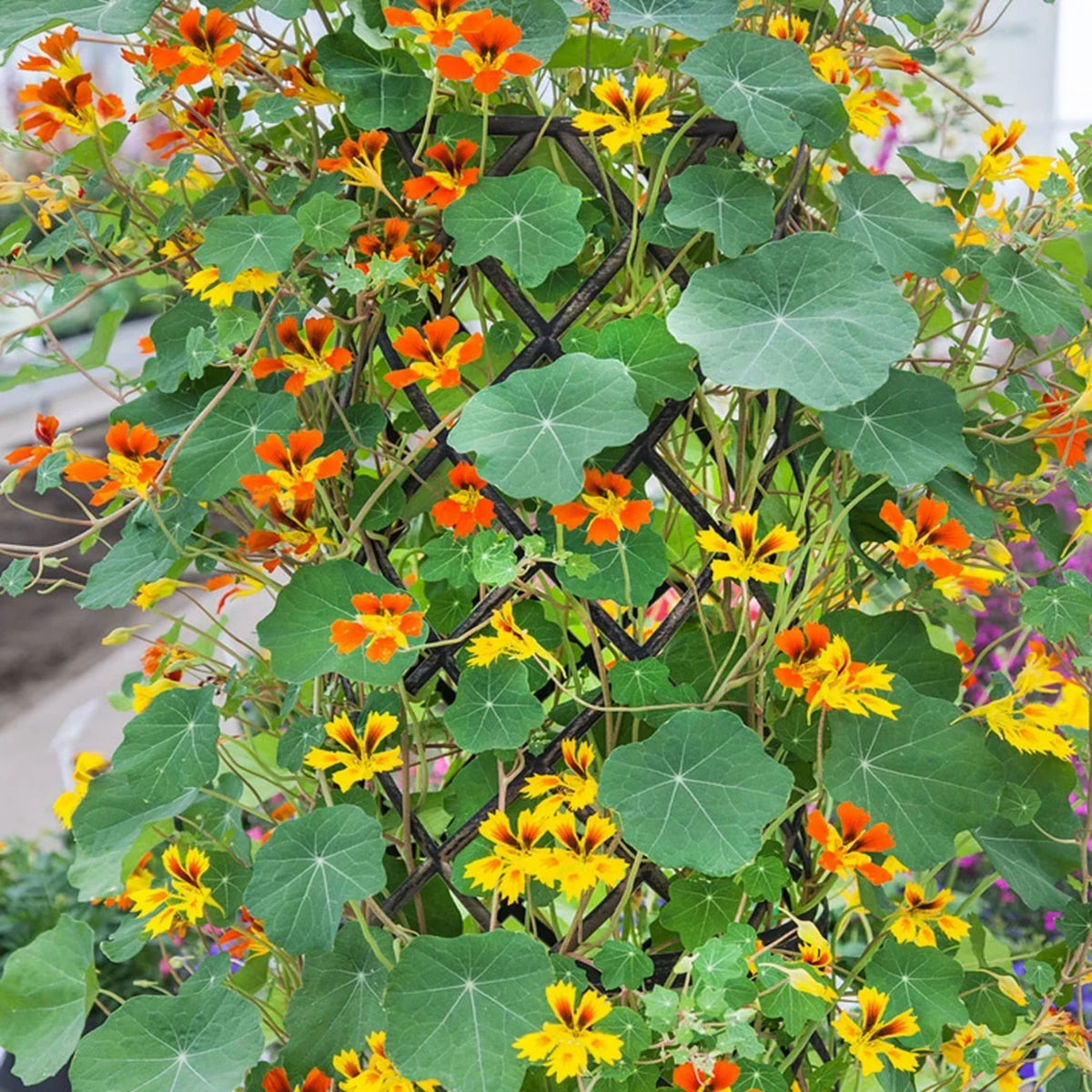 Phoenix Nasturtium Seeds - Drought Resistant, Dwarf, 10+ seeds