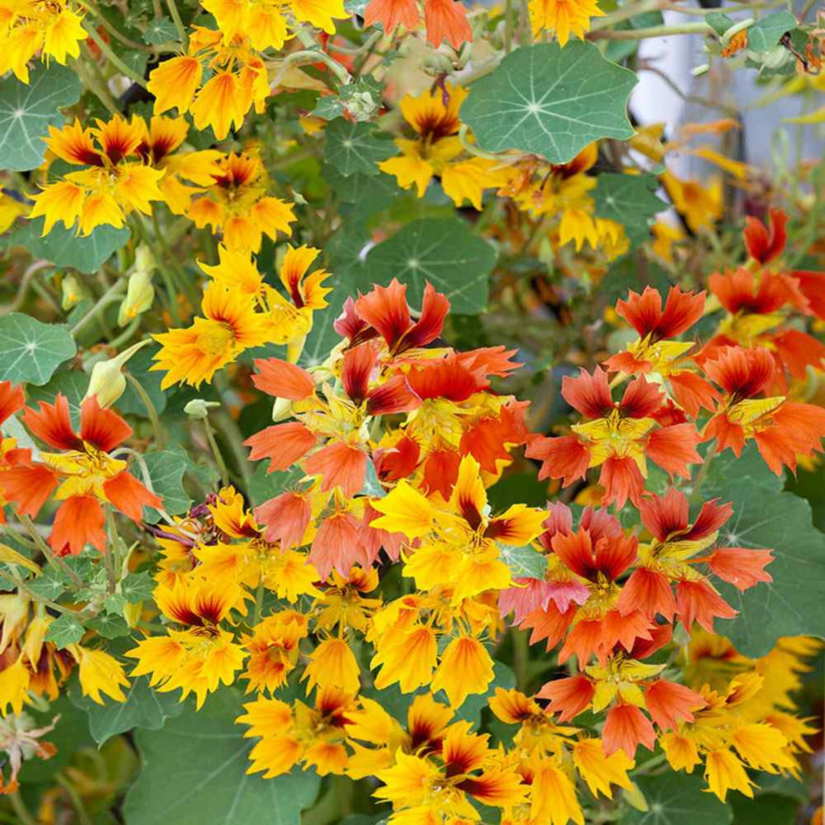 Phoenix Nasturtium Seeds - Drought Resistant, Dwarf, 10+ seeds
