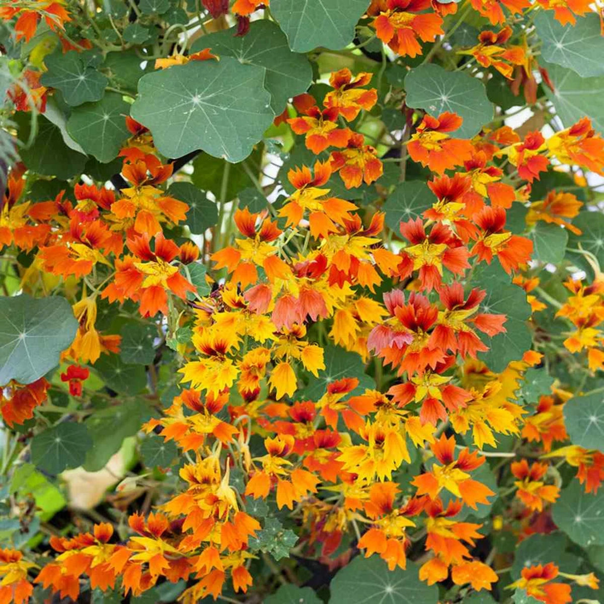 Phoenix Nasturtium Seeds - Drought Resistant, Dwarf, 10+ seeds