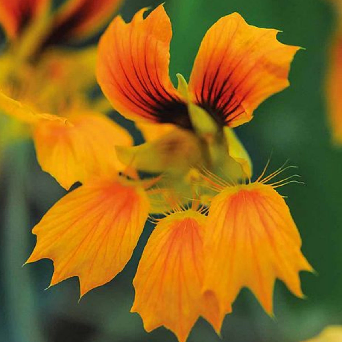 Phoenix Nasturtium Seeds - Drought Resistant, Dwarf, 10+ seeds
