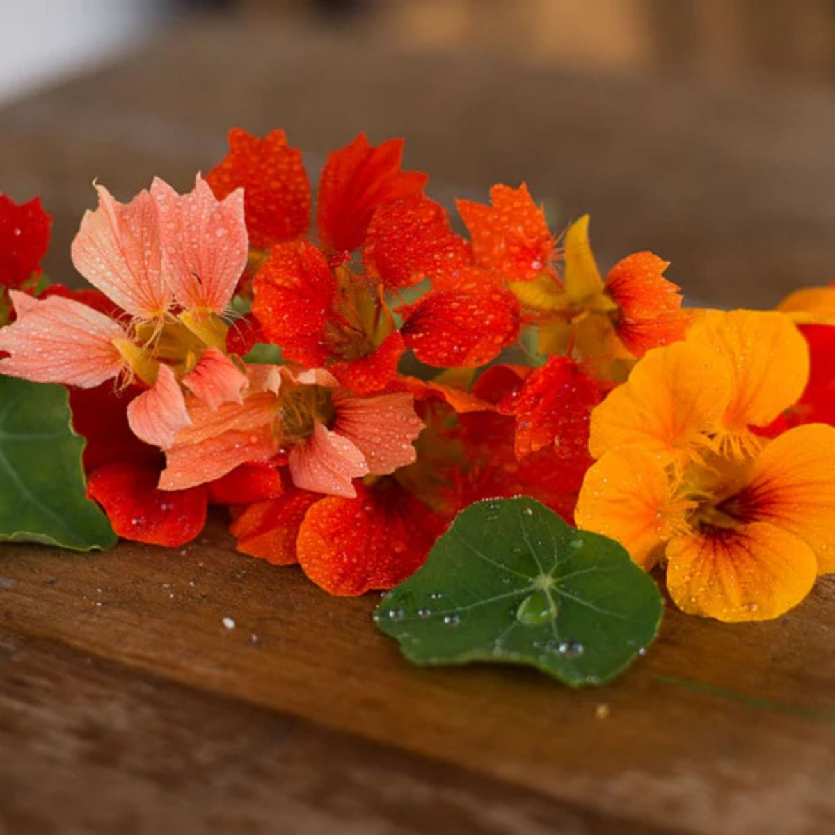 Phoenix Nasturtium Seeds - Drought Resistant, Dwarf, 10+ seeds