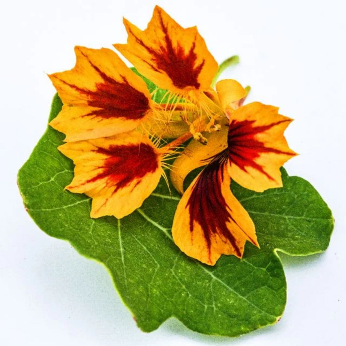 Phoenix Nasturtium Seeds - Drought Resistant, Dwarf, 10+ seeds