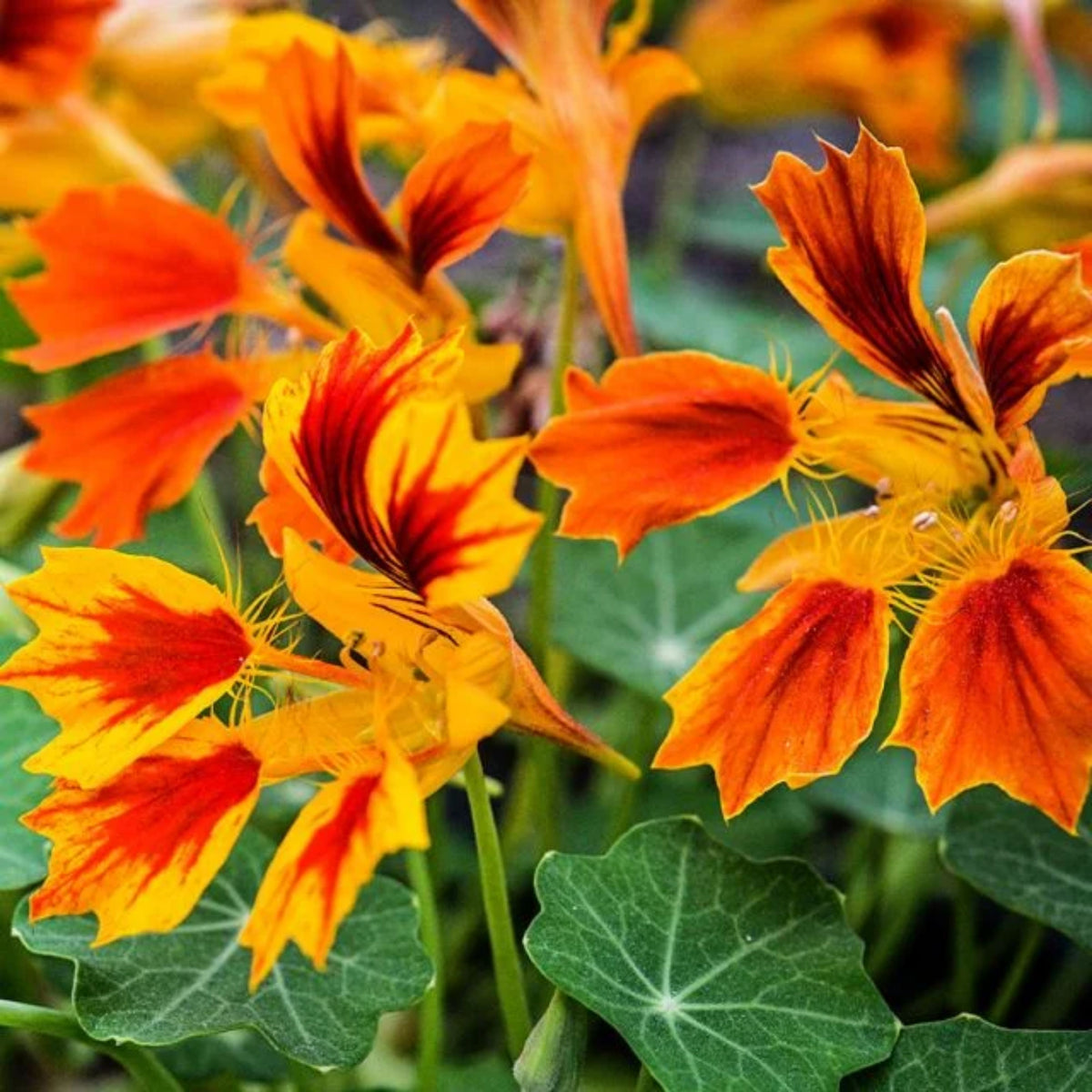 Phoenix Nasturtium Seeds - Drought Resistant, Dwarf, 10+ seeds