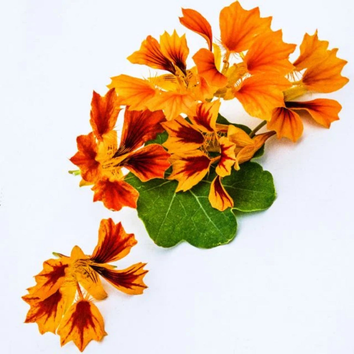 Phoenix Nasturtium Seeds - Drought Resistant, Dwarf, 10+ seeds
