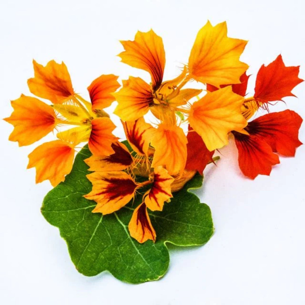 Phoenix Nasturtium Seeds - Drought Resistant, Dwarf, 10+ seeds