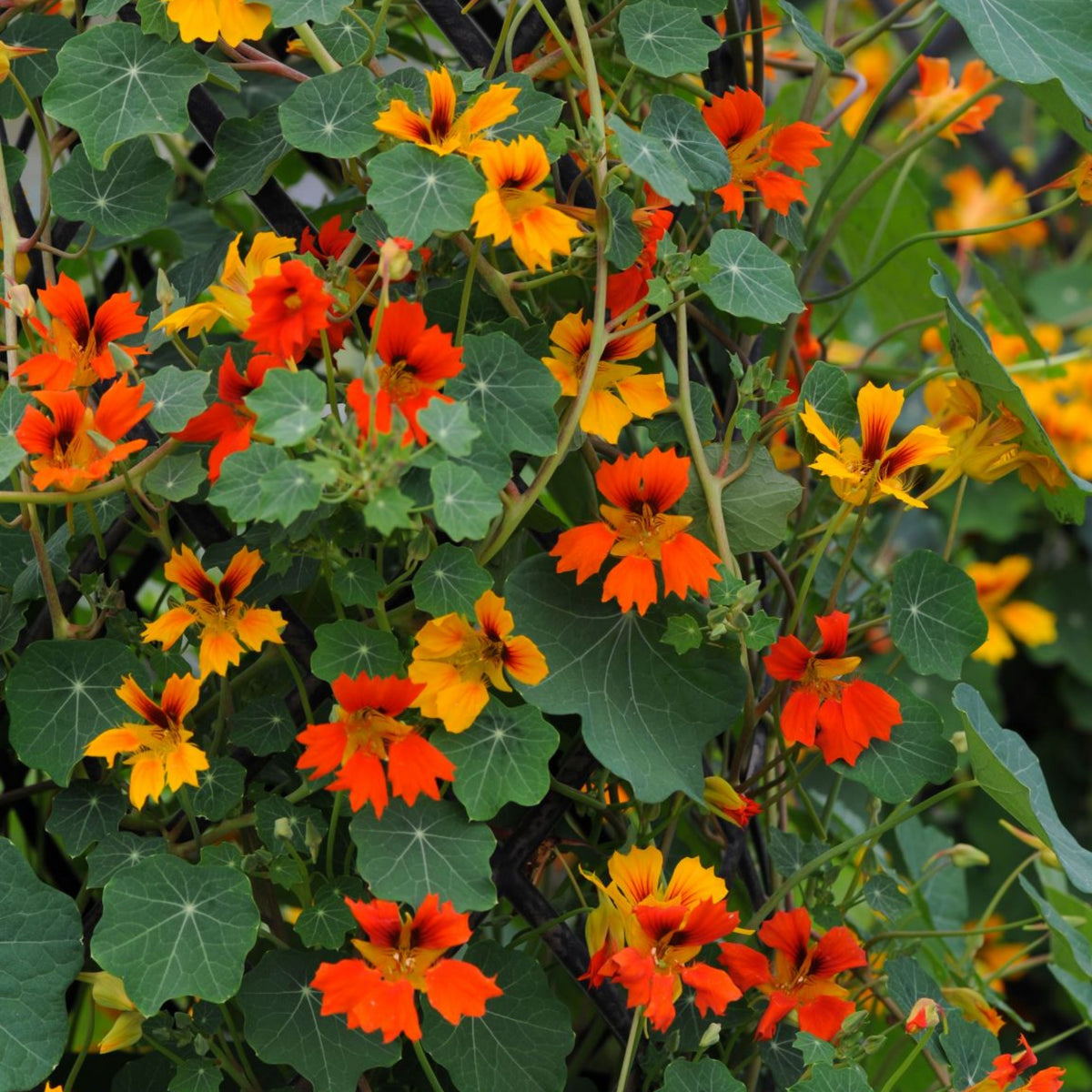 Phoenix Nasturtium Seeds - Drought Resistant, Dwarf, 10+ seeds